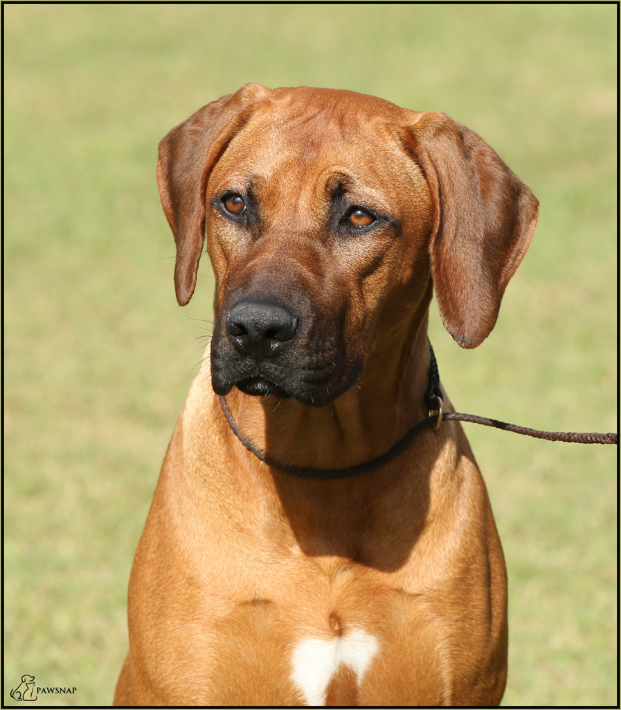 Flare – Riginal Rhodesian Ridgebacks