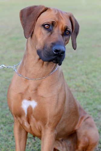 irish ridgeback