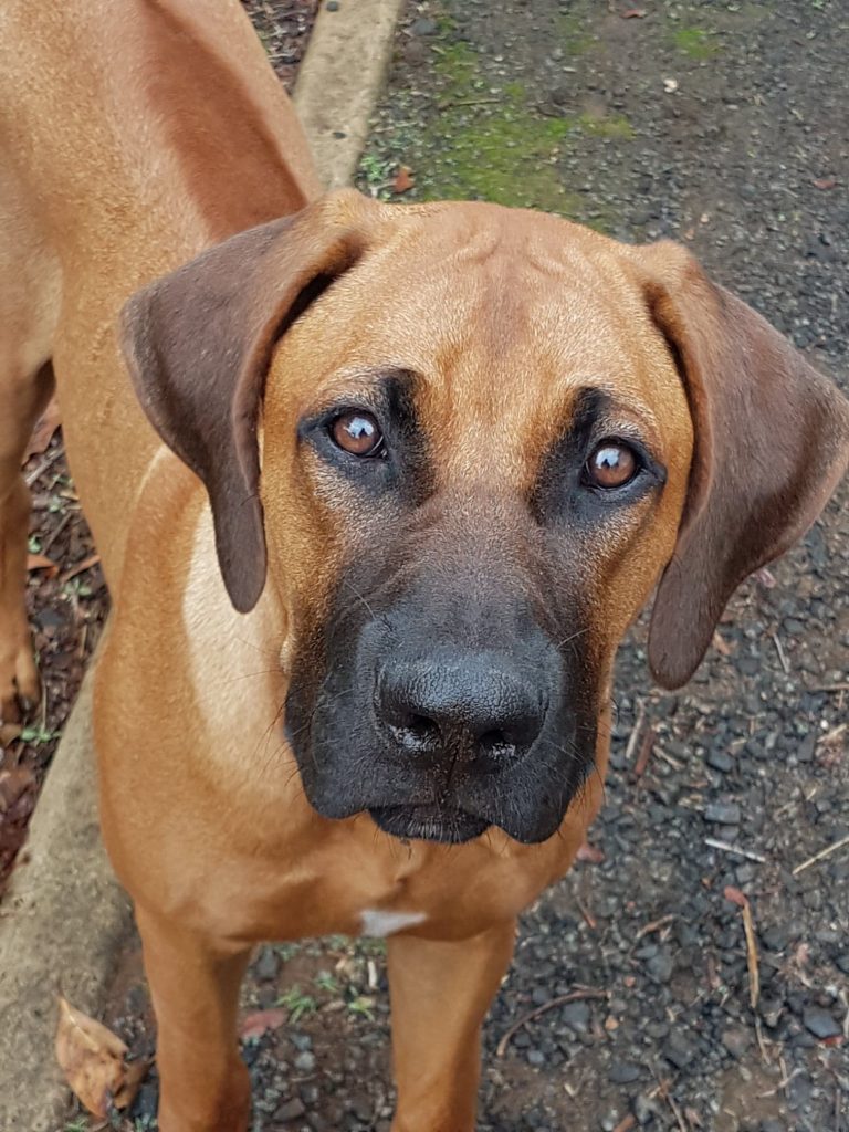 Black Powder Rhodesian Ridgeback Black – Riginal Rhodesian Ridgebacks