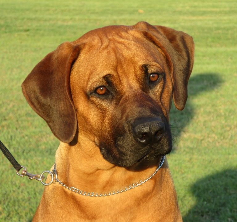 Black – Riginal Rhodesian Ridgebacks