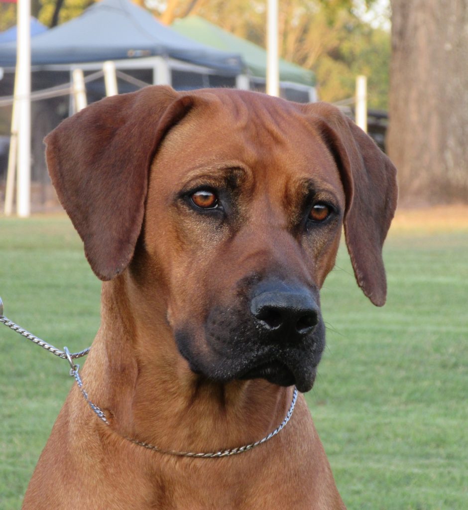 Flare – Riginal Rhodesian Ridgebacks