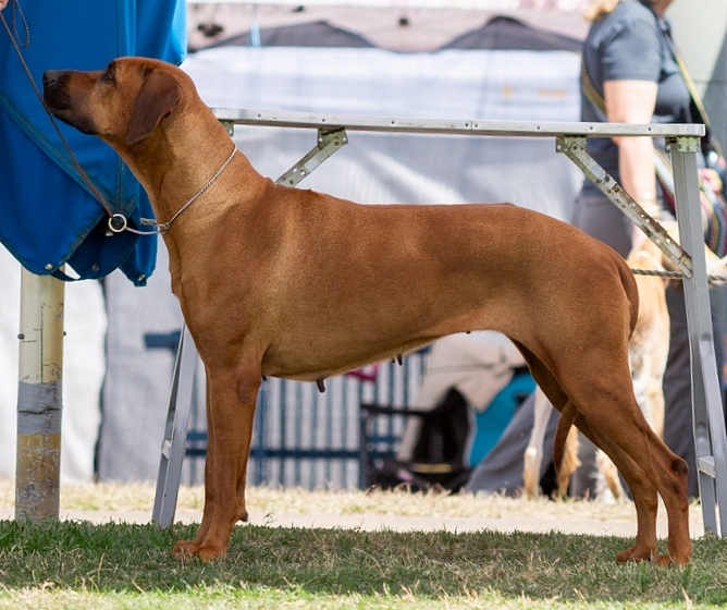 Flare – Riginal Rhodesian Ridgebacks