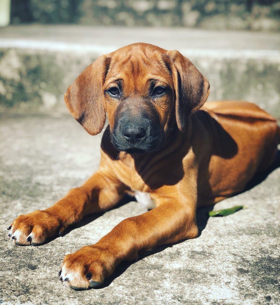 Updates 2020 β Riginal Rhodesian Ridgebacks