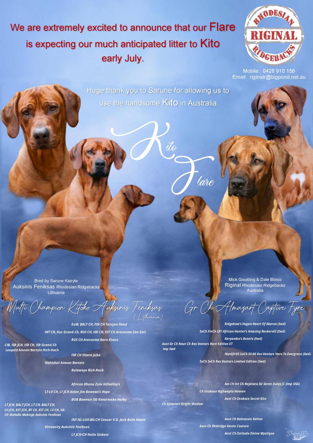 Riginal Rhodesian Ridgebacks – Rhodesian Ridgebacks, Queensland, Australia