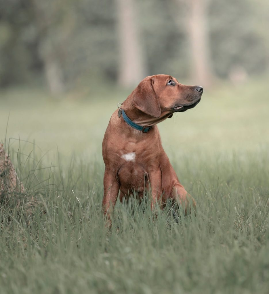 Updates 2021 – Riginal Rhodesian Ridgebacks
