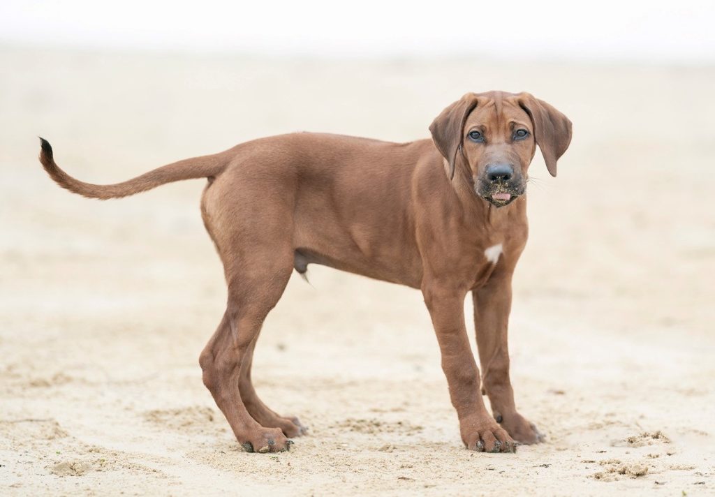 Updates 2021 – Riginal Rhodesian Ridgebacks
