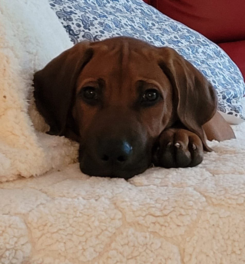 Updates 2021 – Riginal Rhodesian Ridgebacks