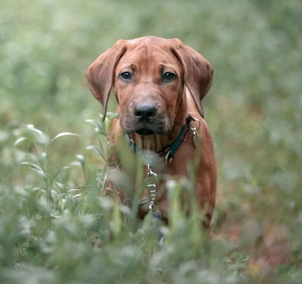 Updates 2021 – Riginal Rhodesian Ridgebacks