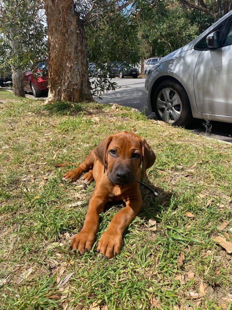 Updates 2021 – Riginal Rhodesian Ridgebacks