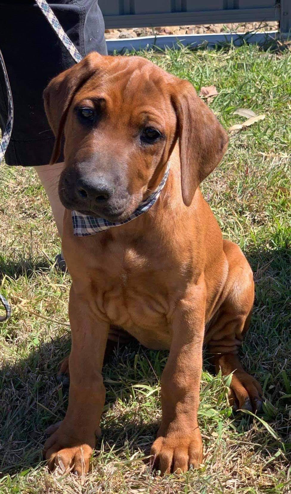 Larnie – Riginal Rhodesian Ridgebacks