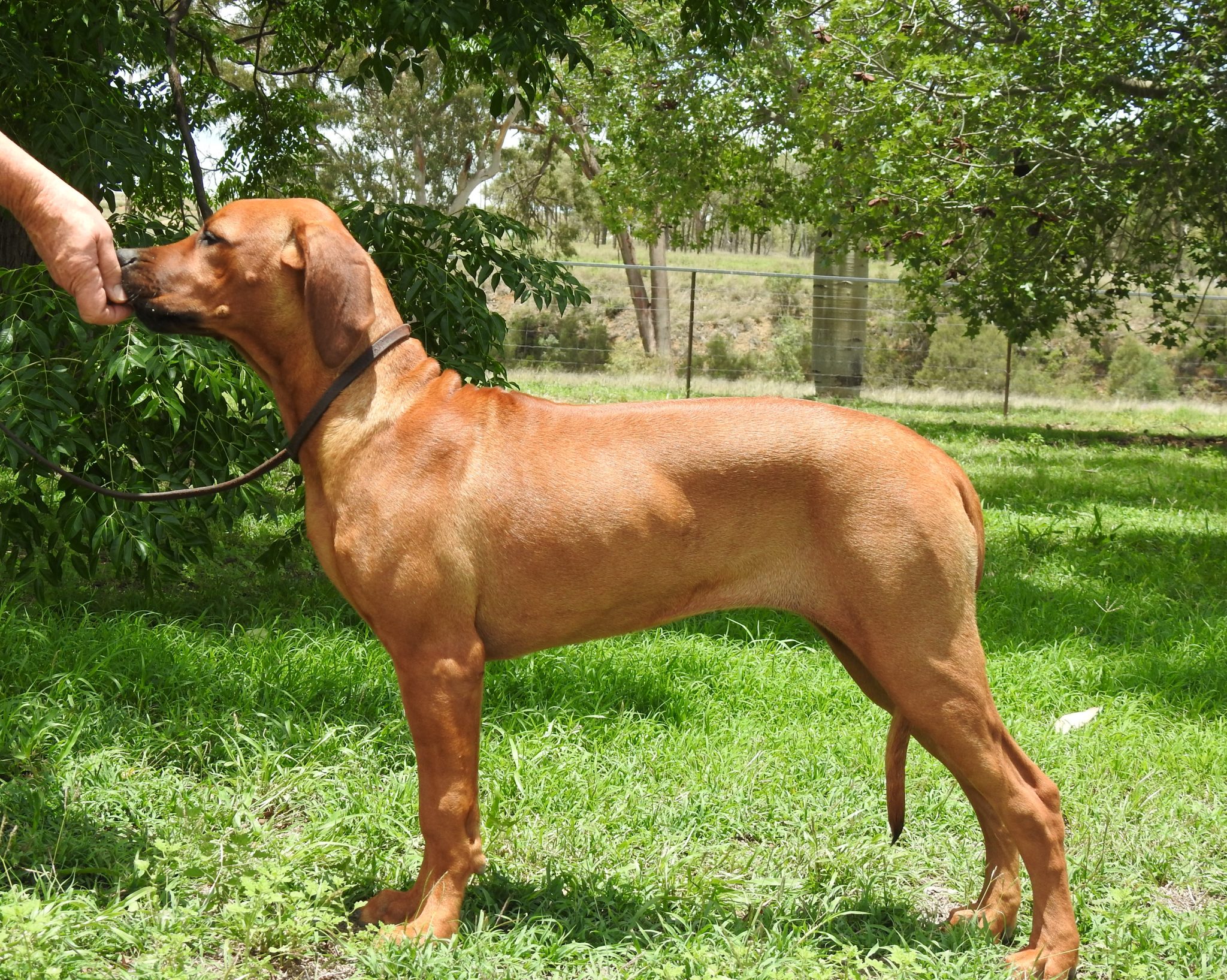 Western – Riginal Rhodesian Ridgebacks