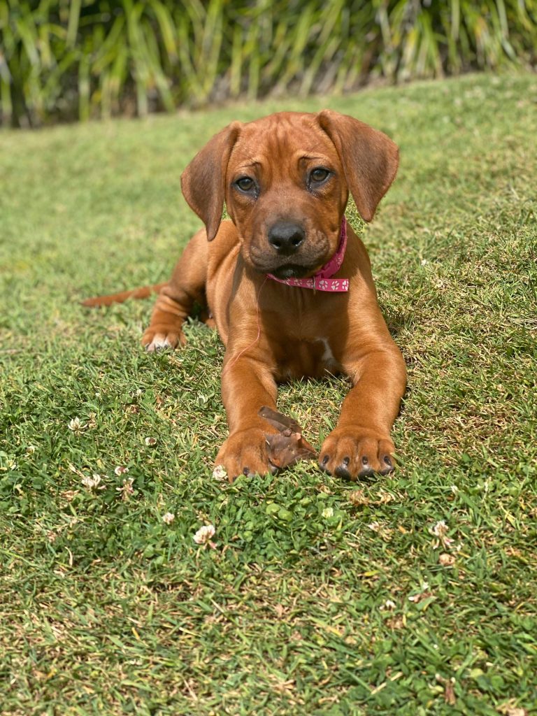 Updates 2021 – Riginal Rhodesian Ridgebacks