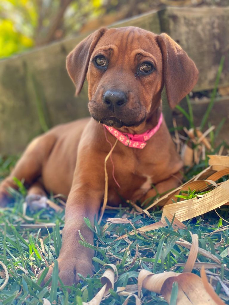 Updates 2021 – Riginal Rhodesian Ridgebacks