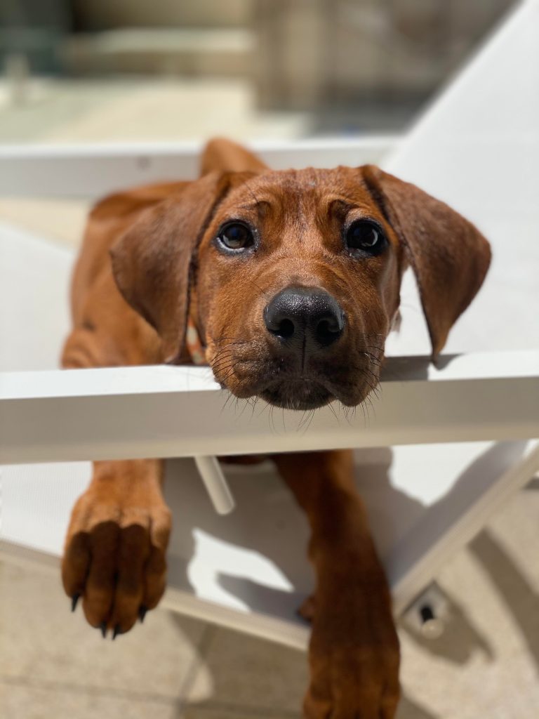 Updates 2021 – Riginal Rhodesian Ridgebacks