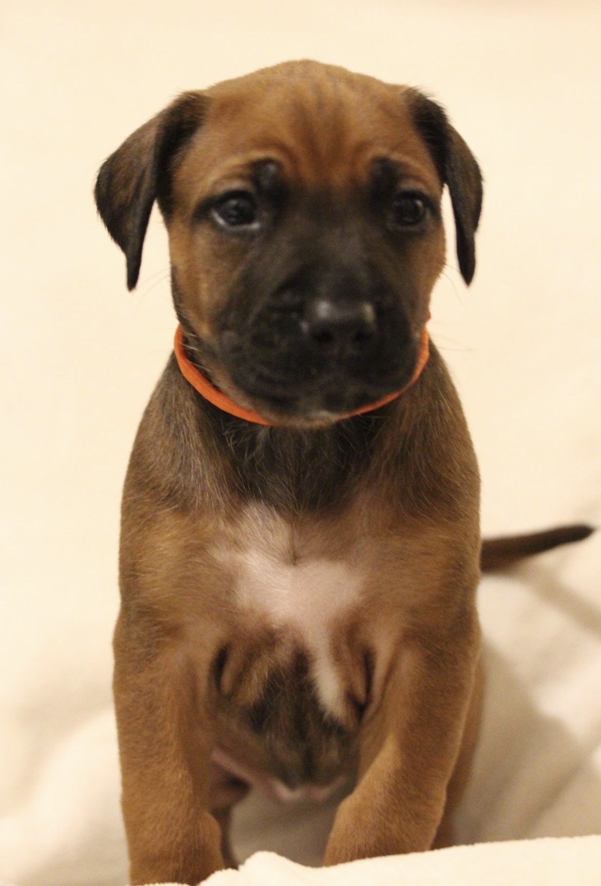 Litter No 19 0 to 4.5 wks – Riginal Rhodesian Ridgebacks