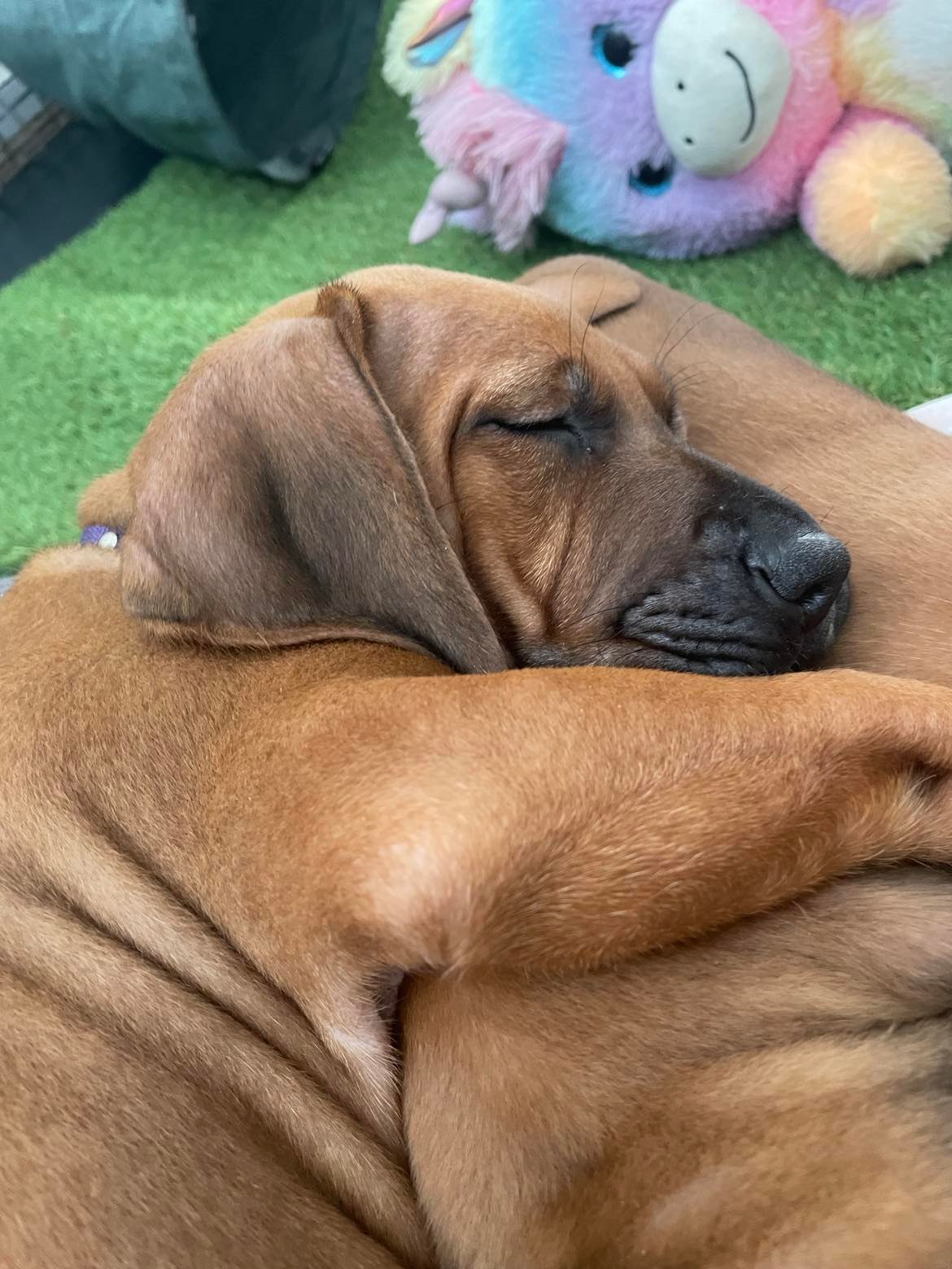 Updates 2022 – Riginal Rhodesian Ridgebacks