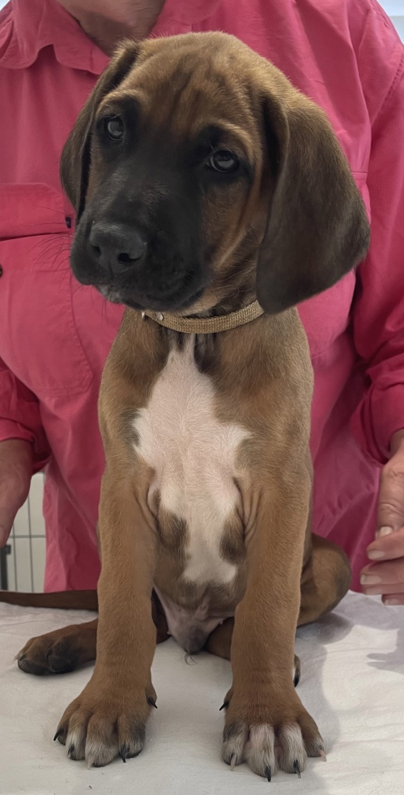 Litter No 19 – Riginal Rhodesian Ridgebacks