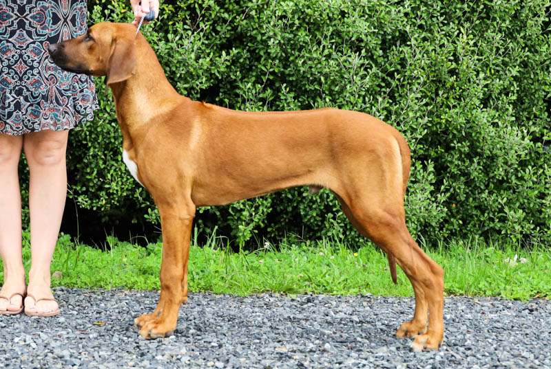 Rodion's Ridge Back Dion – Riginal Rhodesian Ridgebacks