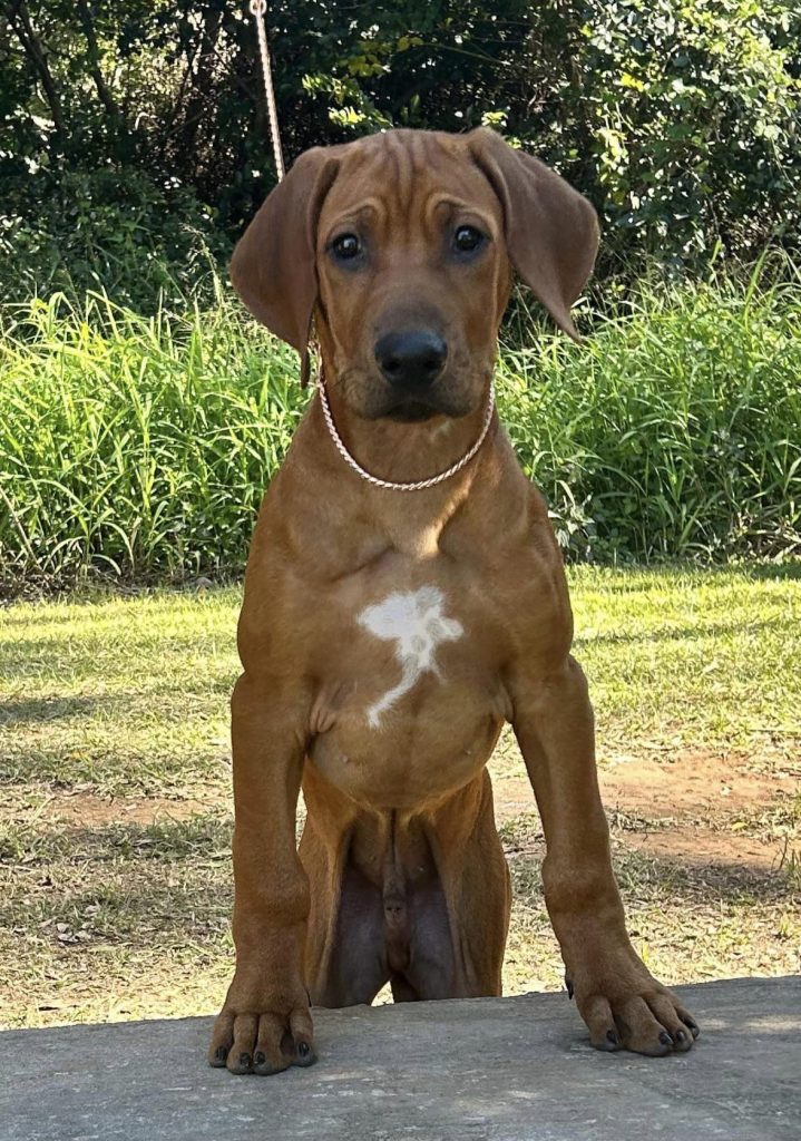 Noah – Riginal Rhodesian Ridgebacks