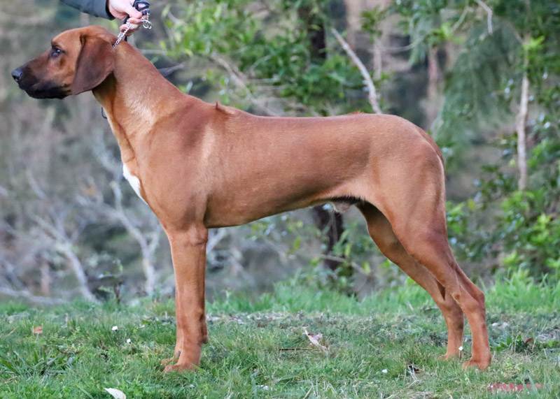 Koruridge Rhodesian Ridgebacks Dion – Riginal Rhodesian Ridgebacks