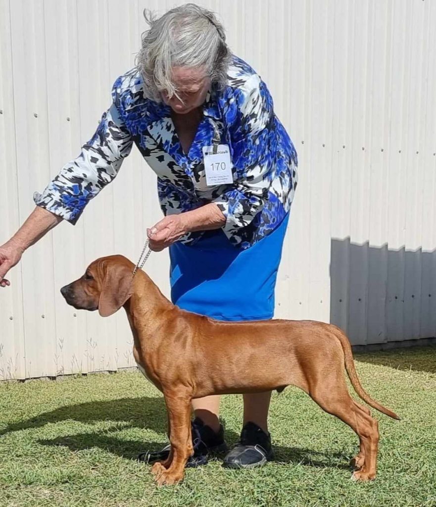 Rubin – Riginal Rhodesian Ridgebacks