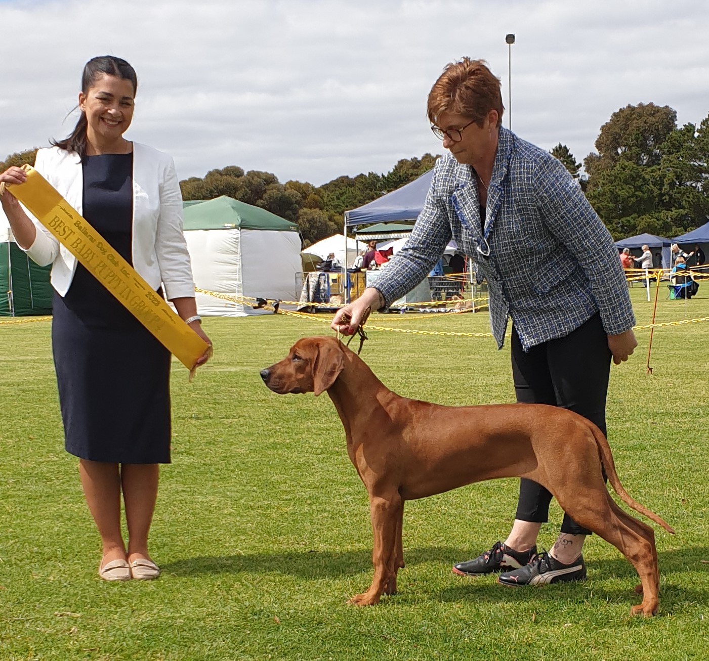 Digan Ridgeback Didgey – Riginal Rhodesian Ridgebacks