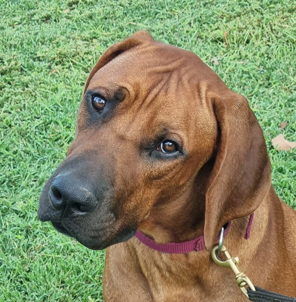 Rubin – Riginal Rhodesian Ridgebacks