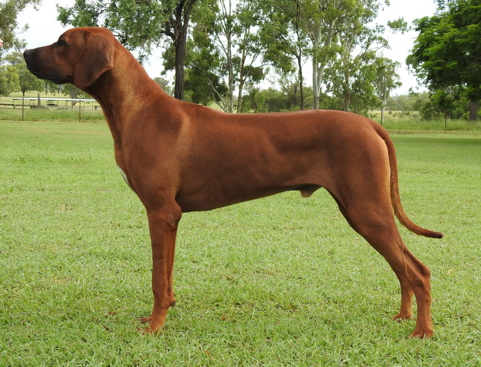 Rubin – Riginal Rhodesian Ridgebacks