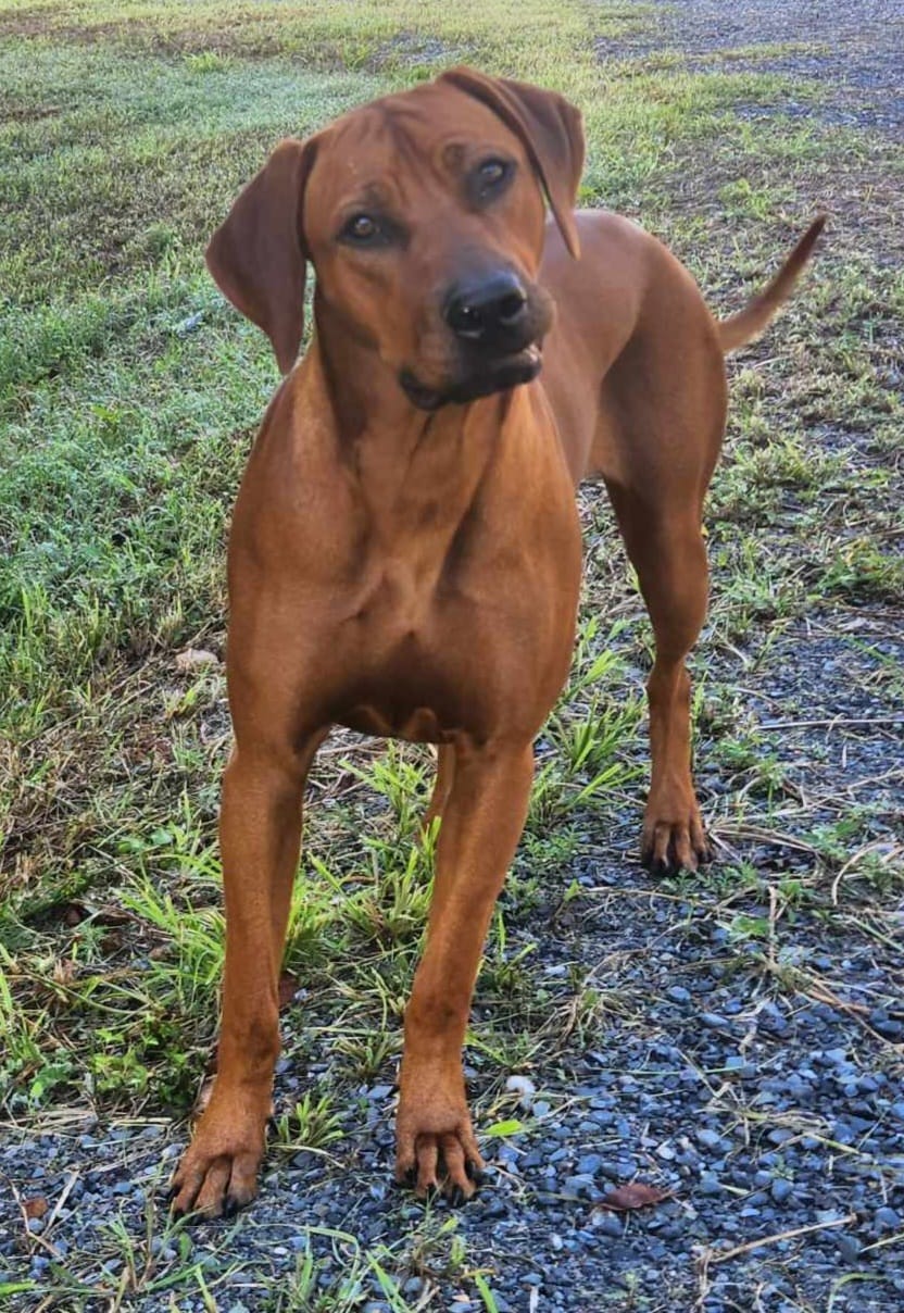 Ruby – Riginal Rhodesian Ridgebacks