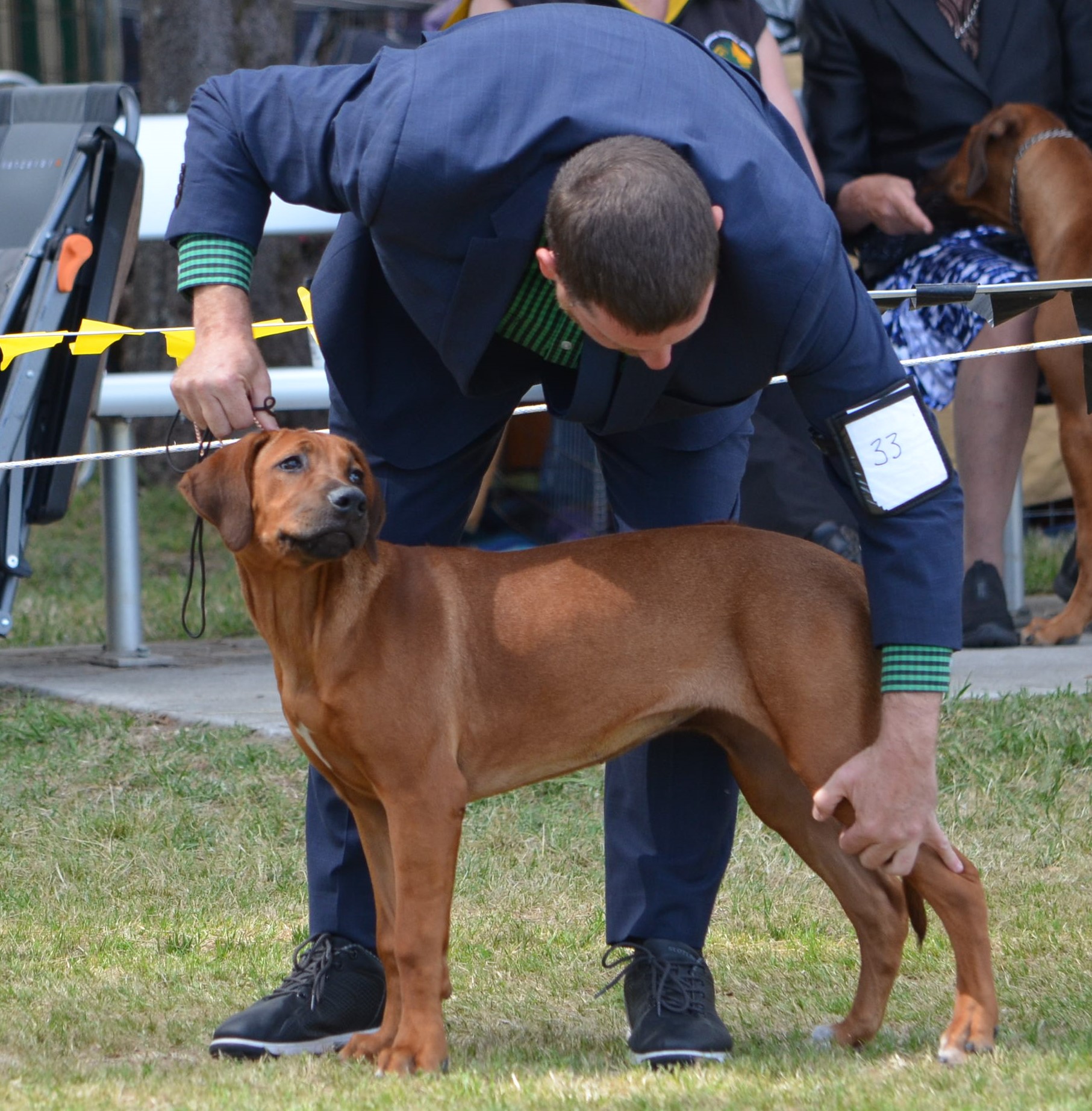 Frankie – Riginal Rhodesian Ridgebacks