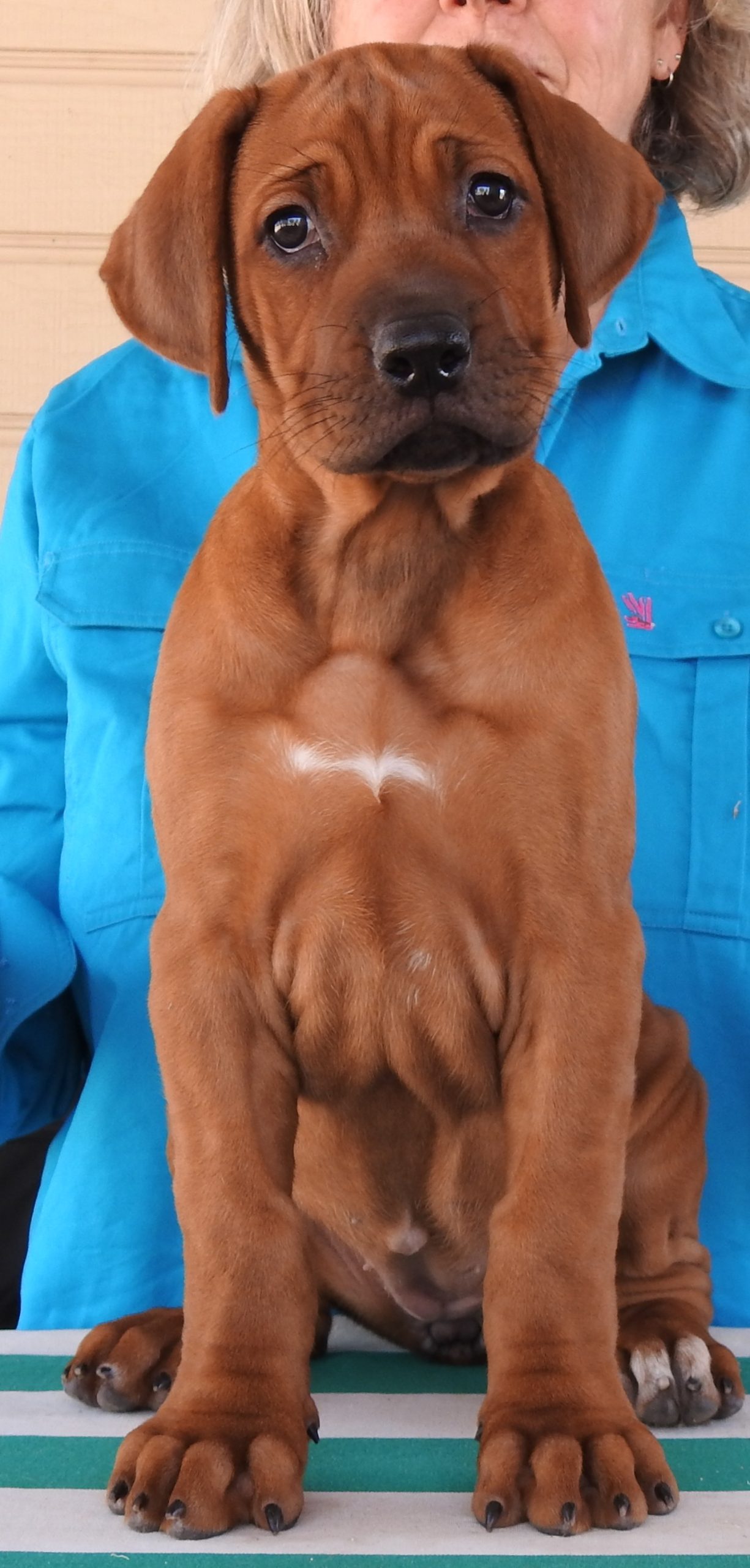 Updates 2025 – Riginal Rhodesian Ridgebacks