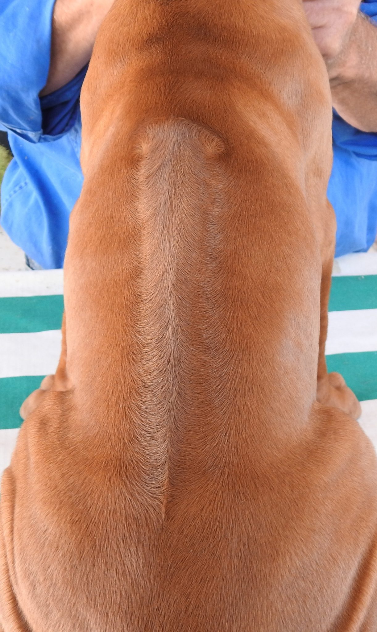 Updates 2025 – Riginal Rhodesian Ridgebacks