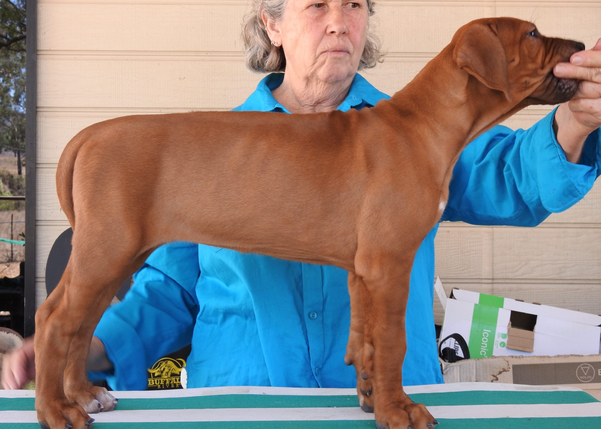 Updates 2025 – Riginal Rhodesian Ridgebacks